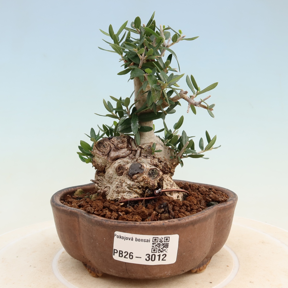Bonsaï d'intérieur - Olea europaea sylvestris