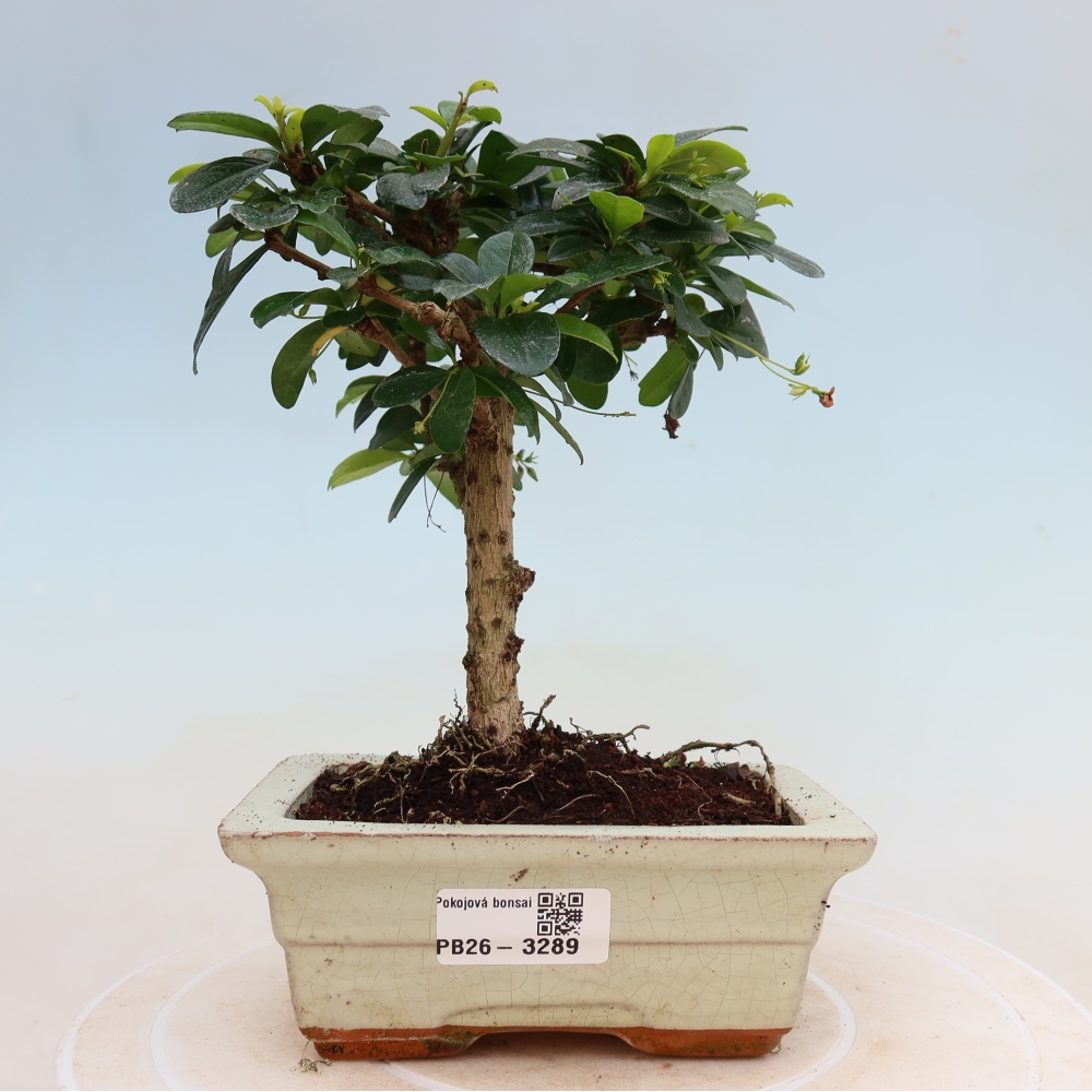 Bonsaï de chambre - Carmona macrophylla - Tea fuki