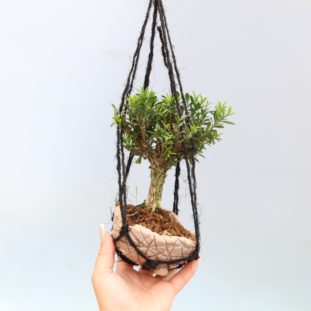 Kokedama en poterie - Buxus harlandii - buis du Liège