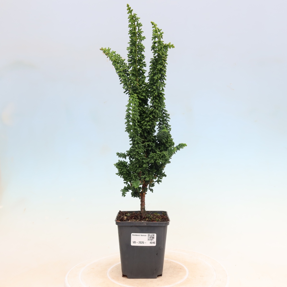 Bonsaï d'extérieur - Cham. obtusa SEKKA HINOKI - Cyprès