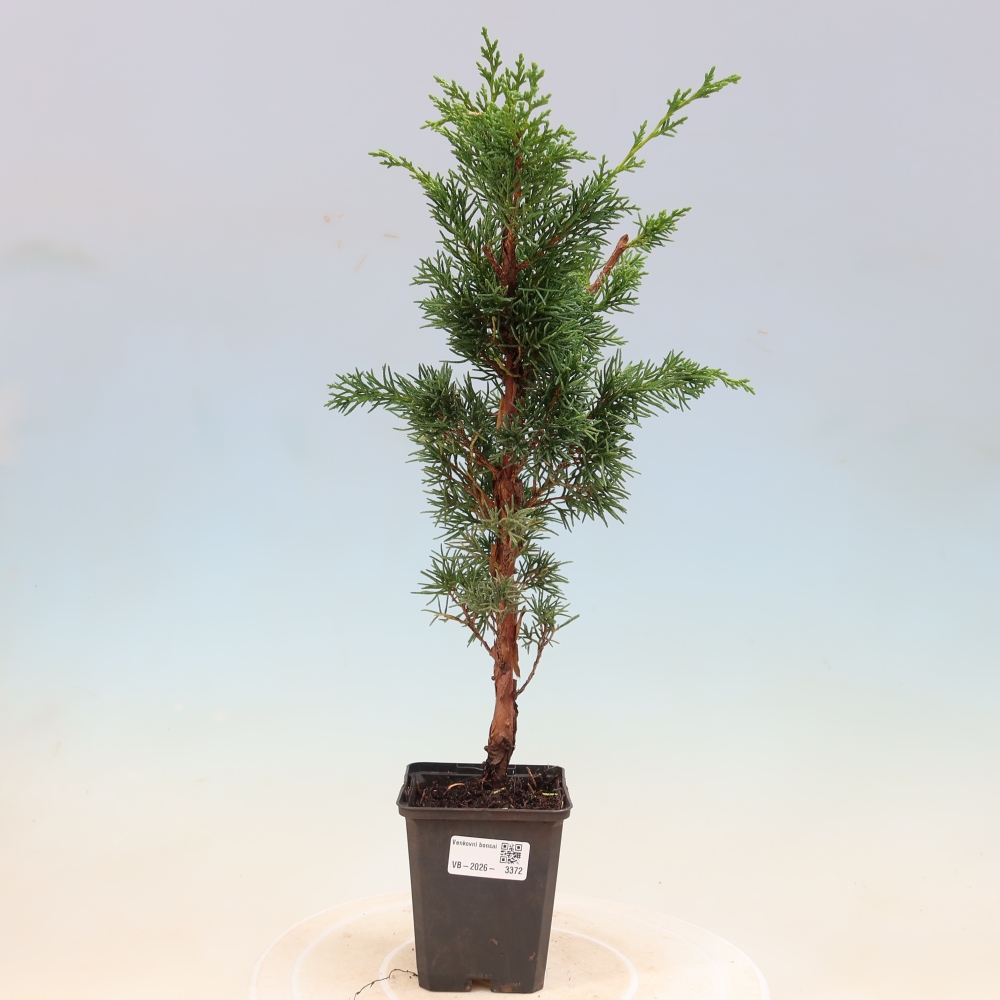Bonsaï d'extérieur - Juniperus chinensis Kishu