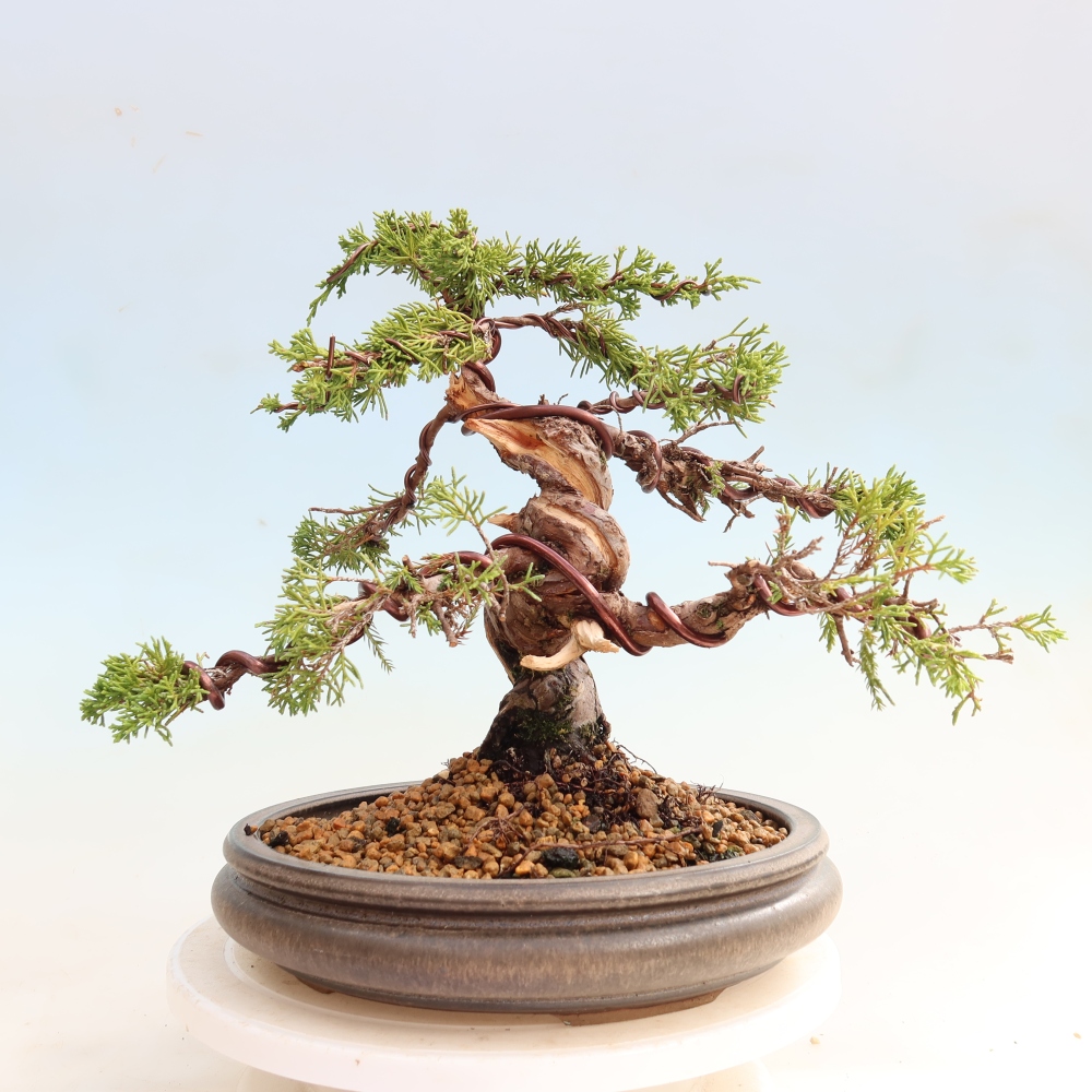 Bonsaï d'extérieur - Juniperus chinensis Itoigawa-Juniperus chinensis
