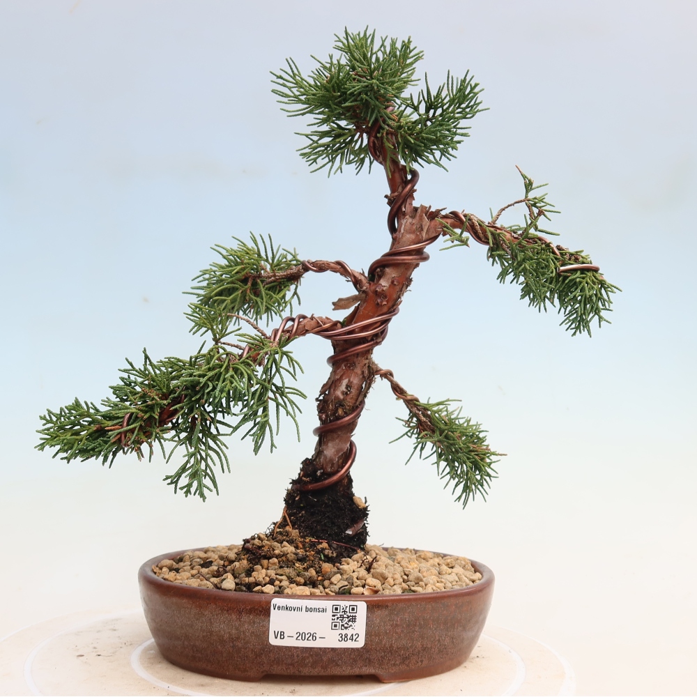Bonsaï d'extérieur - Juniperus chinensis Kishu