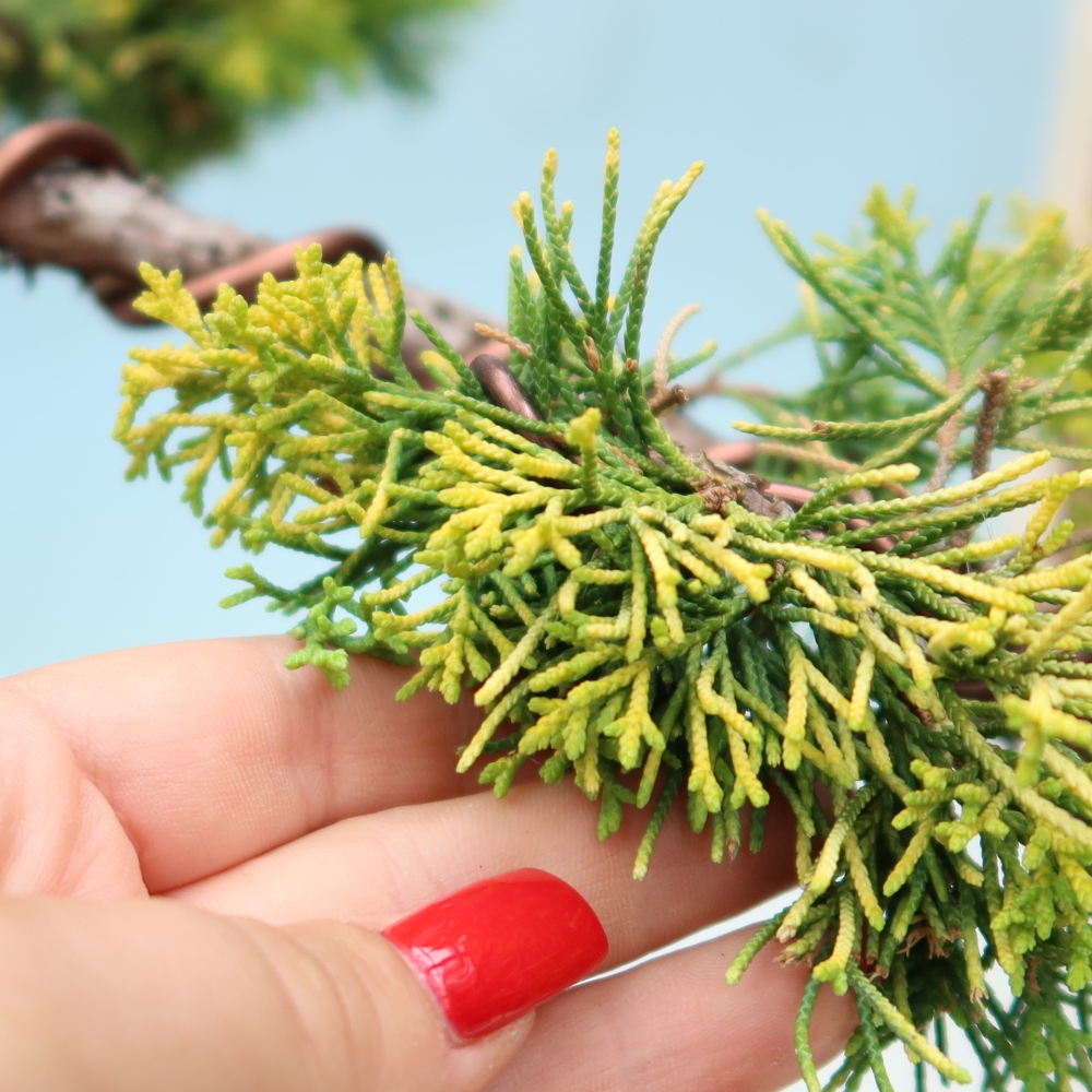 Bonsaï d'extérieur - Juniperus chinensis  aurea - Genévrier chinois doré