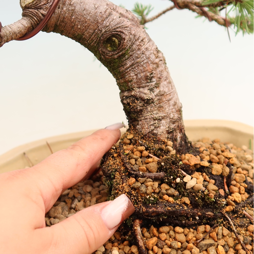 Bonsaï d'extérieur - Pinus mugo Humpy  - Pin nain