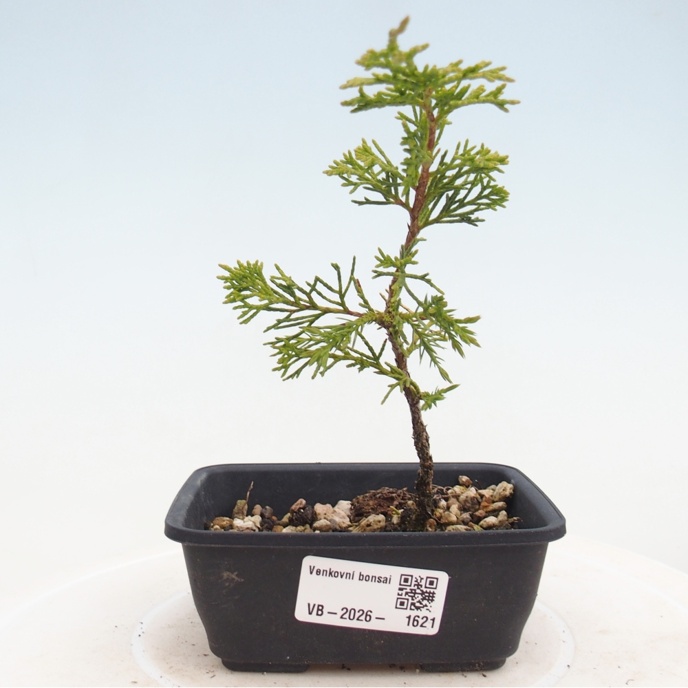 Bonsaï d'extérieur - Juniperus chinensis Itoigawa