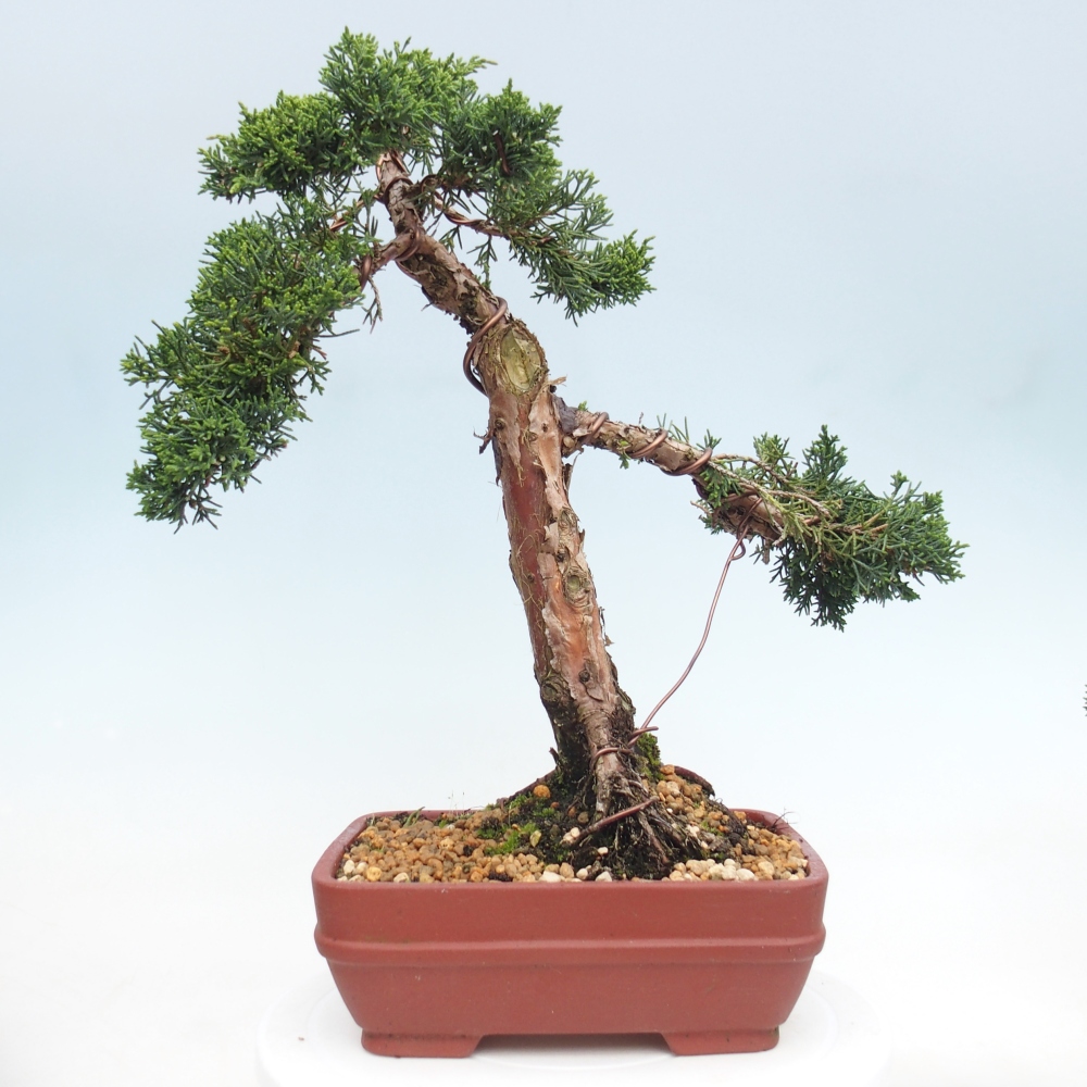 Bonsaï d'extérieur - Juniperus chinensis Kishu