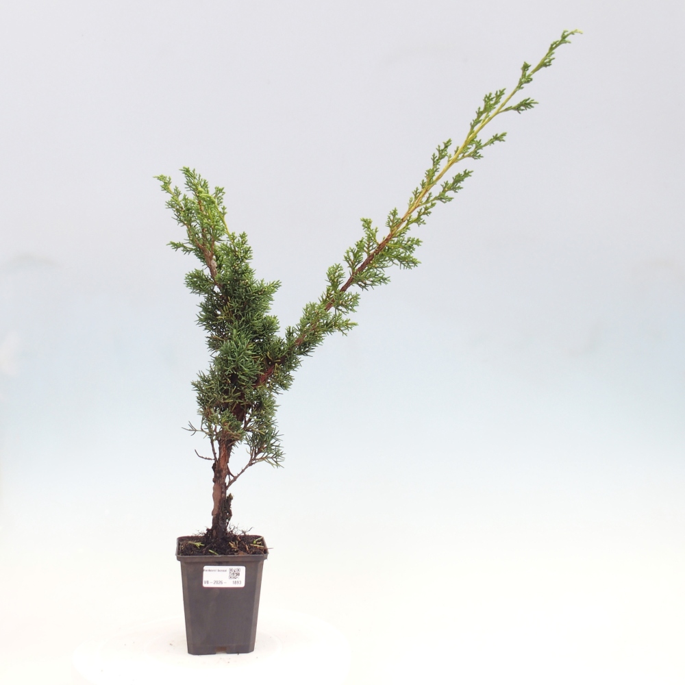Bonsaï d'extérieur - Juniperus chinensis Kishu