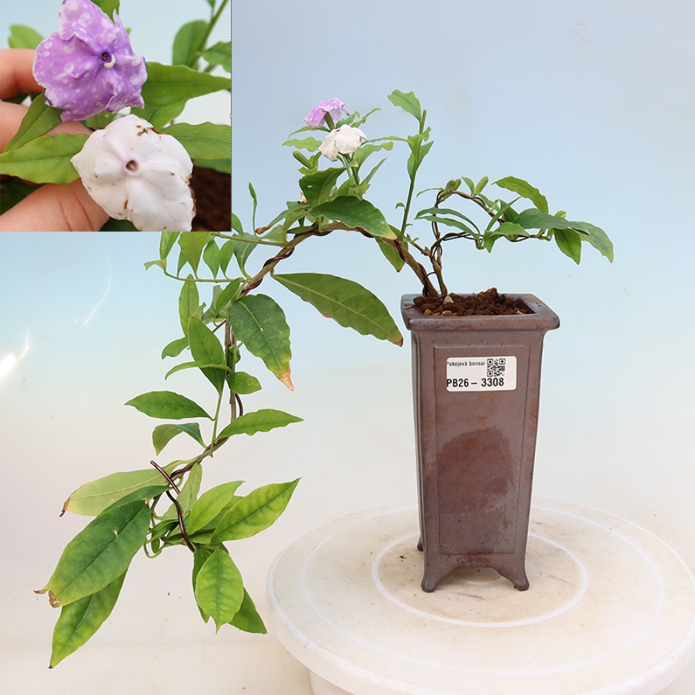Bonsaï d'intérieur - Plante « Melati Costa » - Brunfelsia