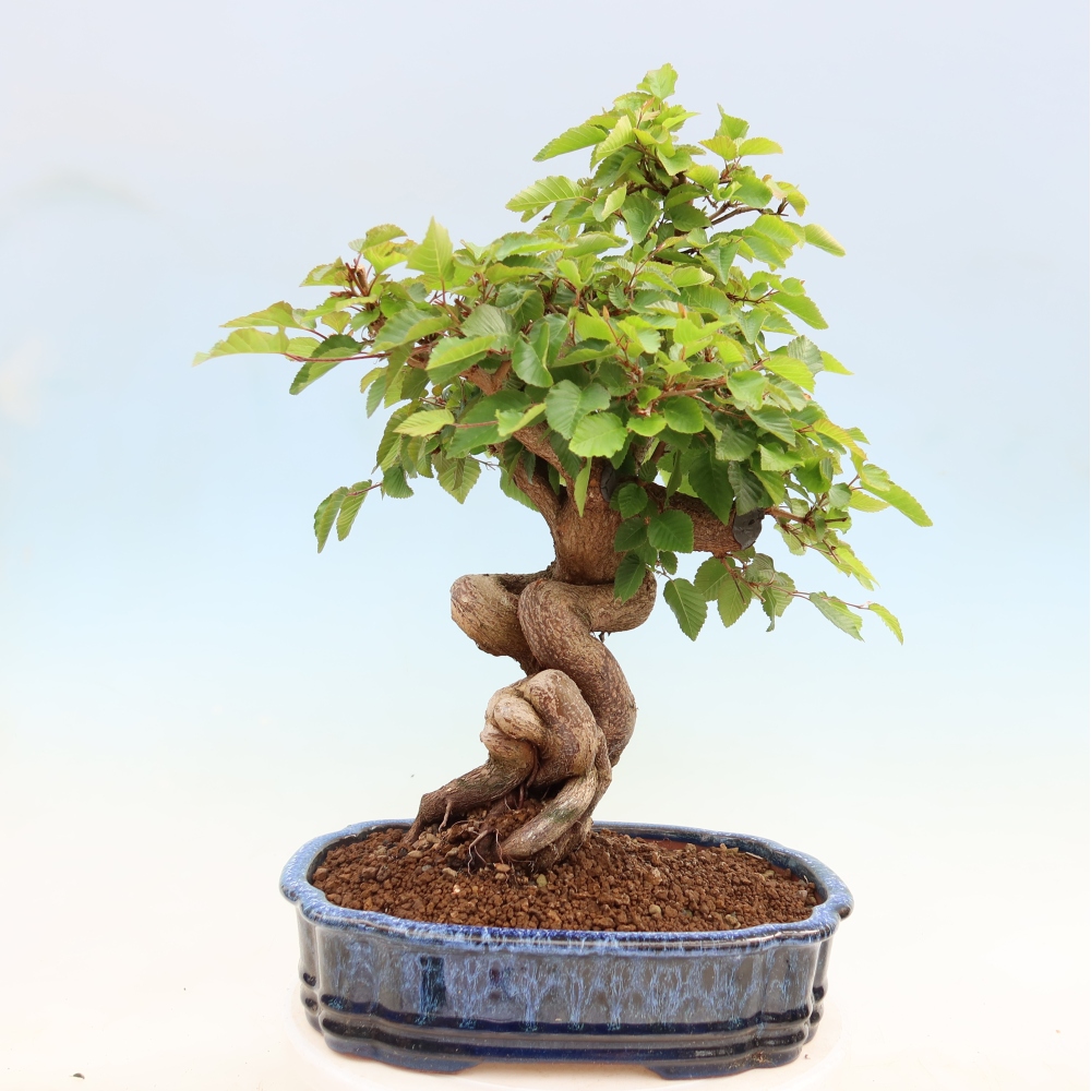 Bonsaï d'extérieur -Carpinus Coreana - Charme de Corée