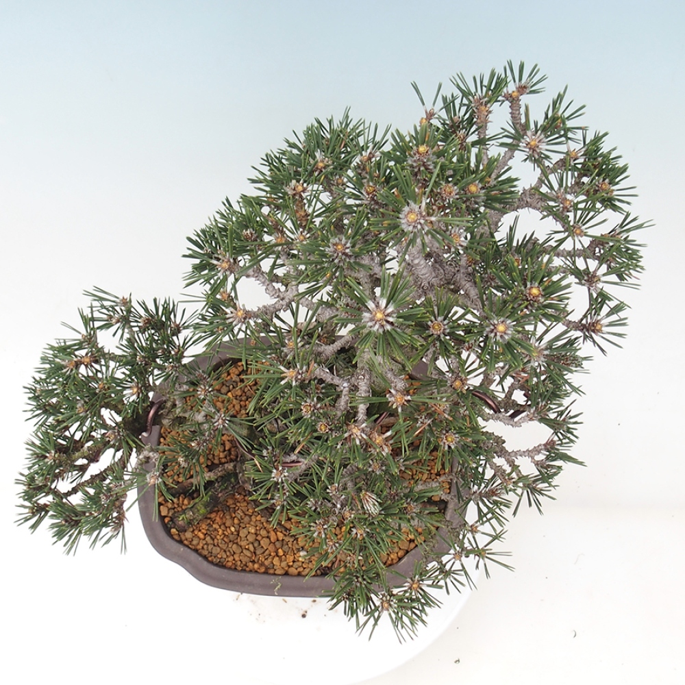 Bonsaï d'extérieur - Pinus thunbergii Kotobuki - Pin de Thunberg