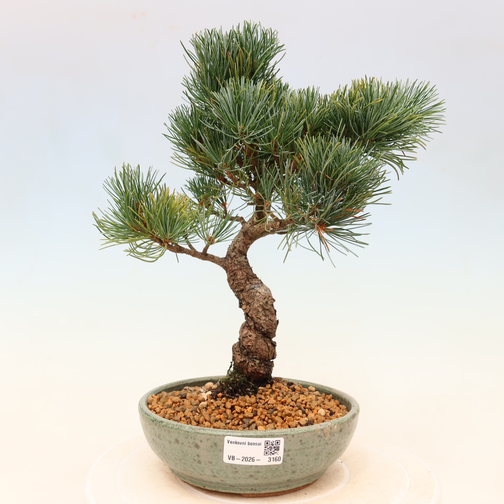 Bonsaï d'extérieur - Pinus parviflora - Pinus parviflora