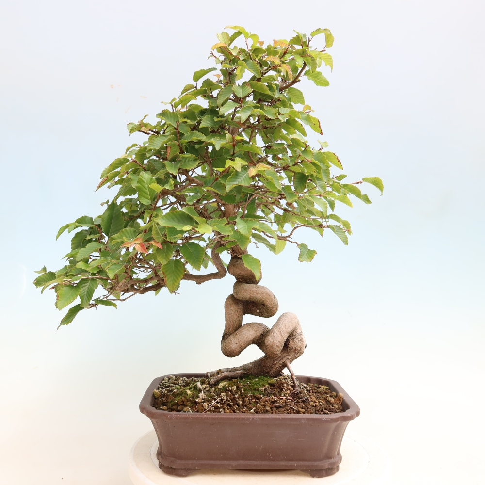 Bonsaï d'extérieur -Carpinus CARPINOIDES - Charme de Corée