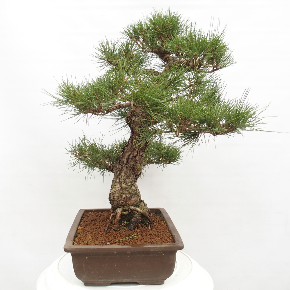 Bonsaï d'extérieur - Pinus thunbergii - Pin de Thunberg