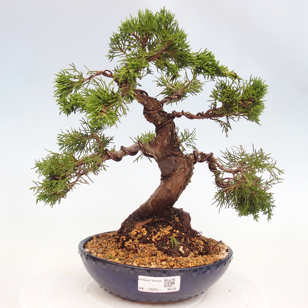Bonsaï d'extérieur - Juniperus chinensis Itoigawa