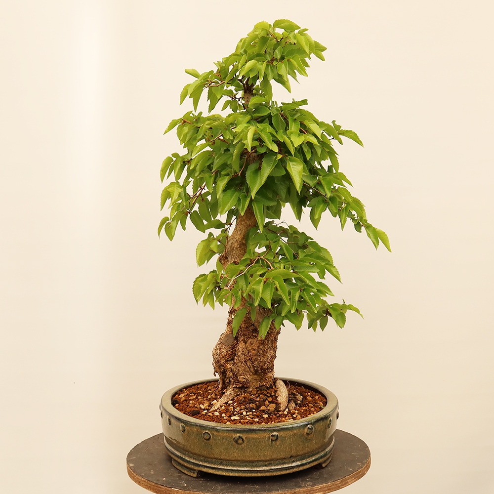 Bonsaï d'extérieur -Carpinus Coreana - Charme de Corée