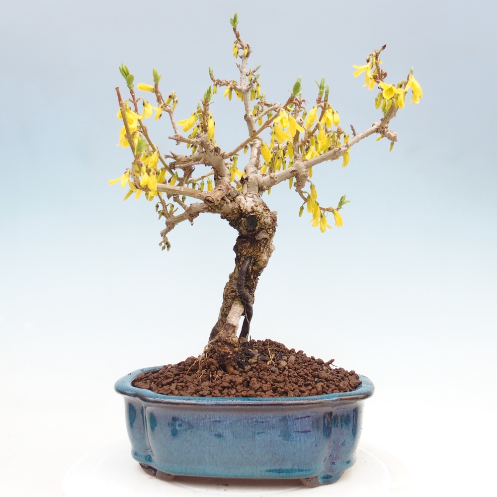Bonsaï d'extérieur - Zlatice - Forsythia koreana