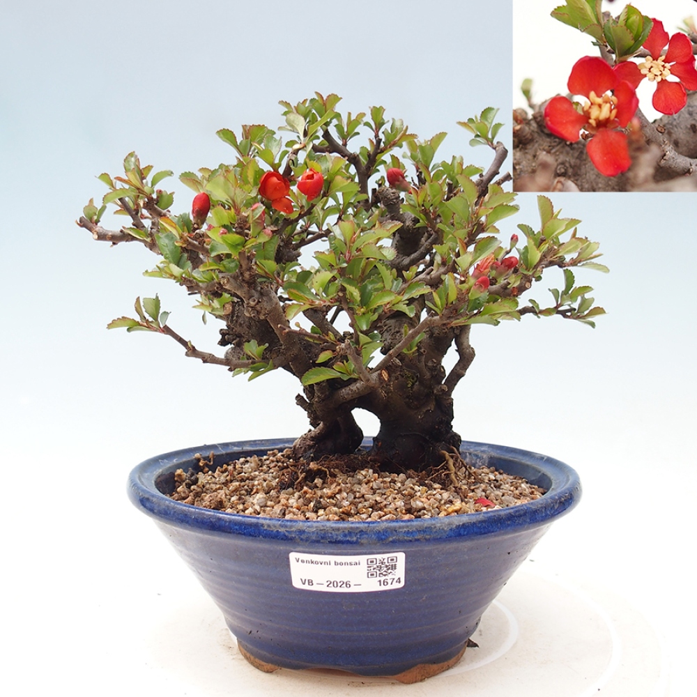 Bonsaï d'extérieur - Chaneomeles speciosa - Coing