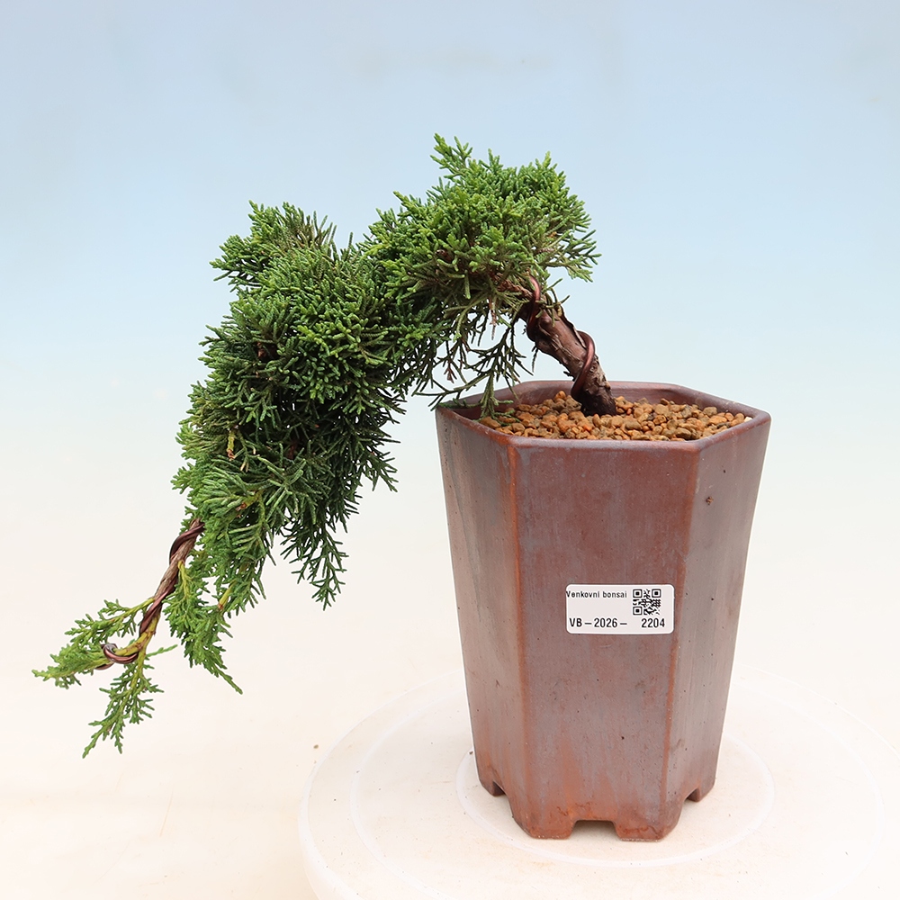 Bonsaï d'extérieur - Juniperus chinensis Kishu