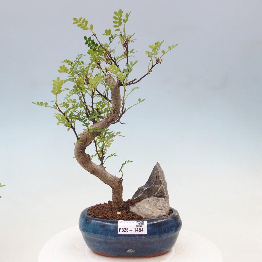 Salle bonsaï - Zantoxylum piperitum - arbre à poivre