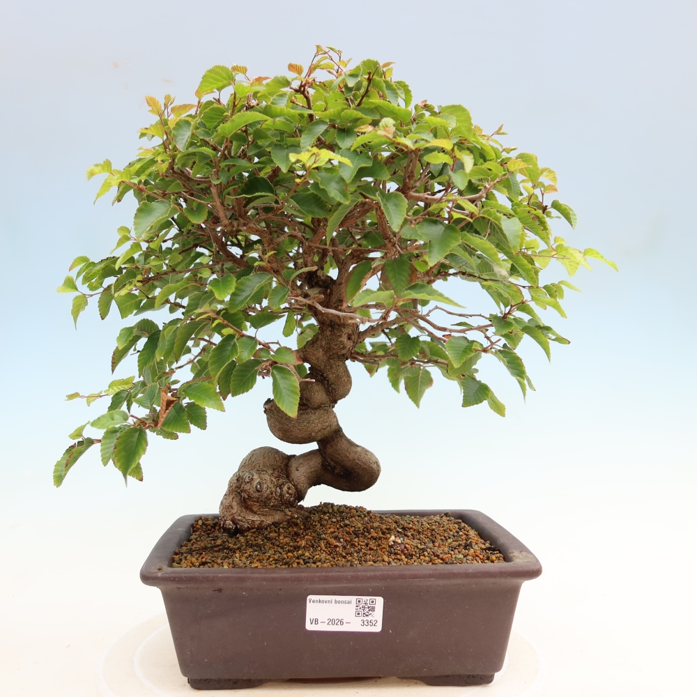 Bonsaï d'extérieur -Carpinus Coreana - Charme de Corée