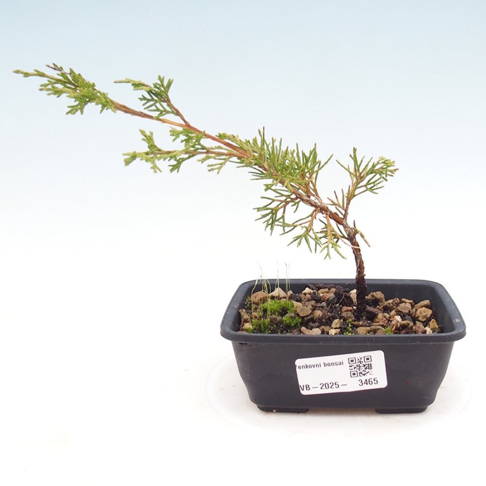Bonsaï d'extérieur - Juniperus chinensis Itoigawa
