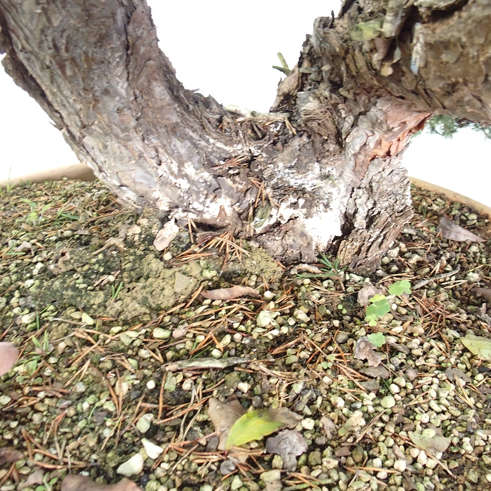 Yamadori - Pinus sylvestris Espagne