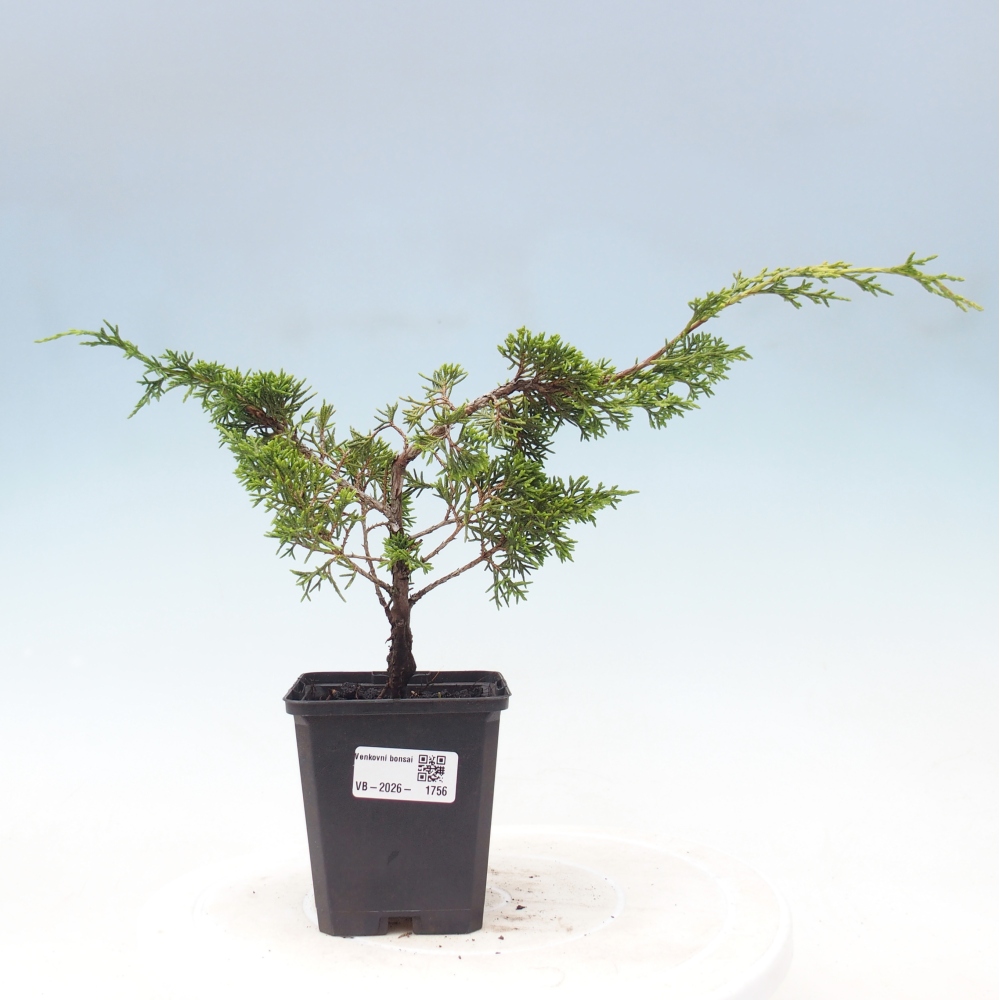 Bonsaï d'extérieur - Juniperus chinensis Itoigawa