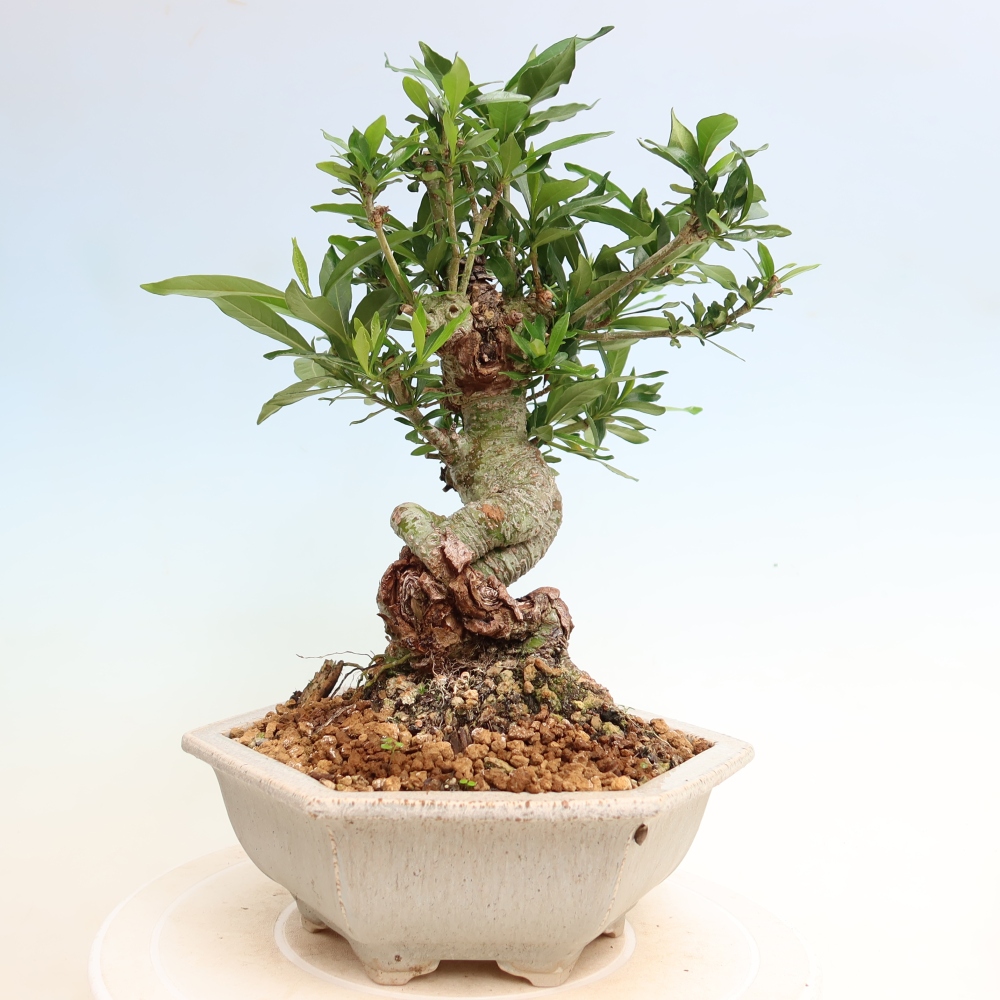 Bonsaï de chambre - Gardenia jasminoides-Gardenia