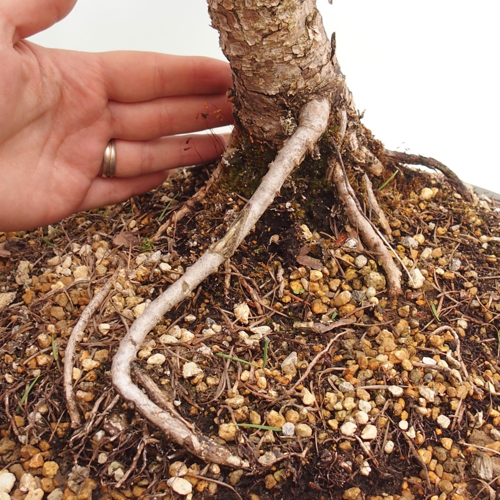 Bonsaï d'extérieur -Larix decidua - Mélèze
