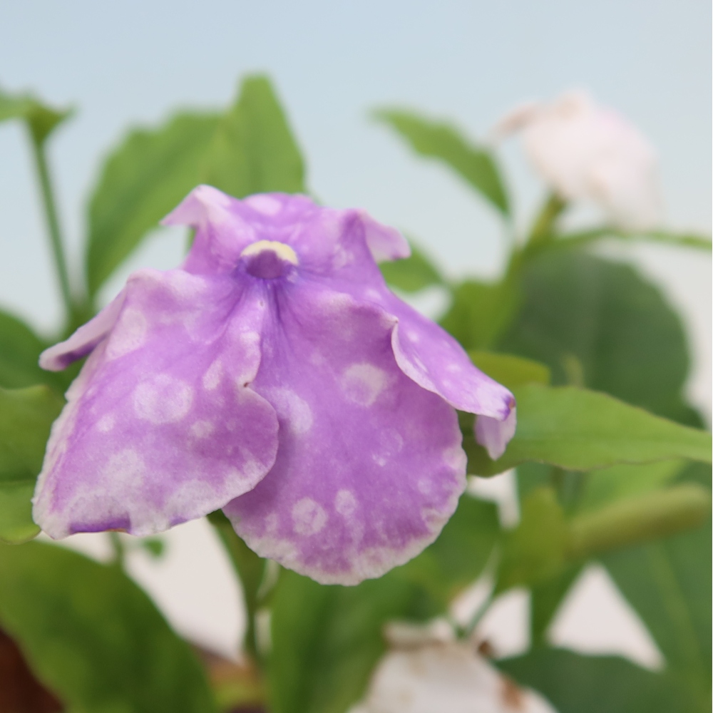 Bonsaï d'intérieur - Plante de jasmin « Costa » - Brunfelsia
