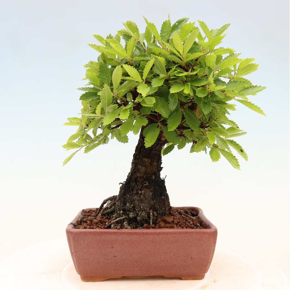 Bonsaï d'extérieur - Zelkova - Zelkova NIRE