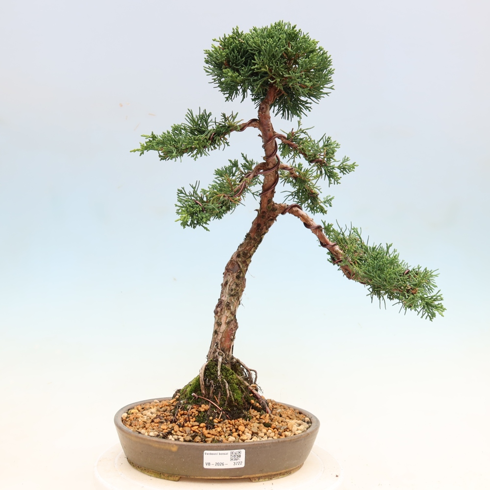 Bonsaï d'extérieur - Juniperus chinensis Kishu