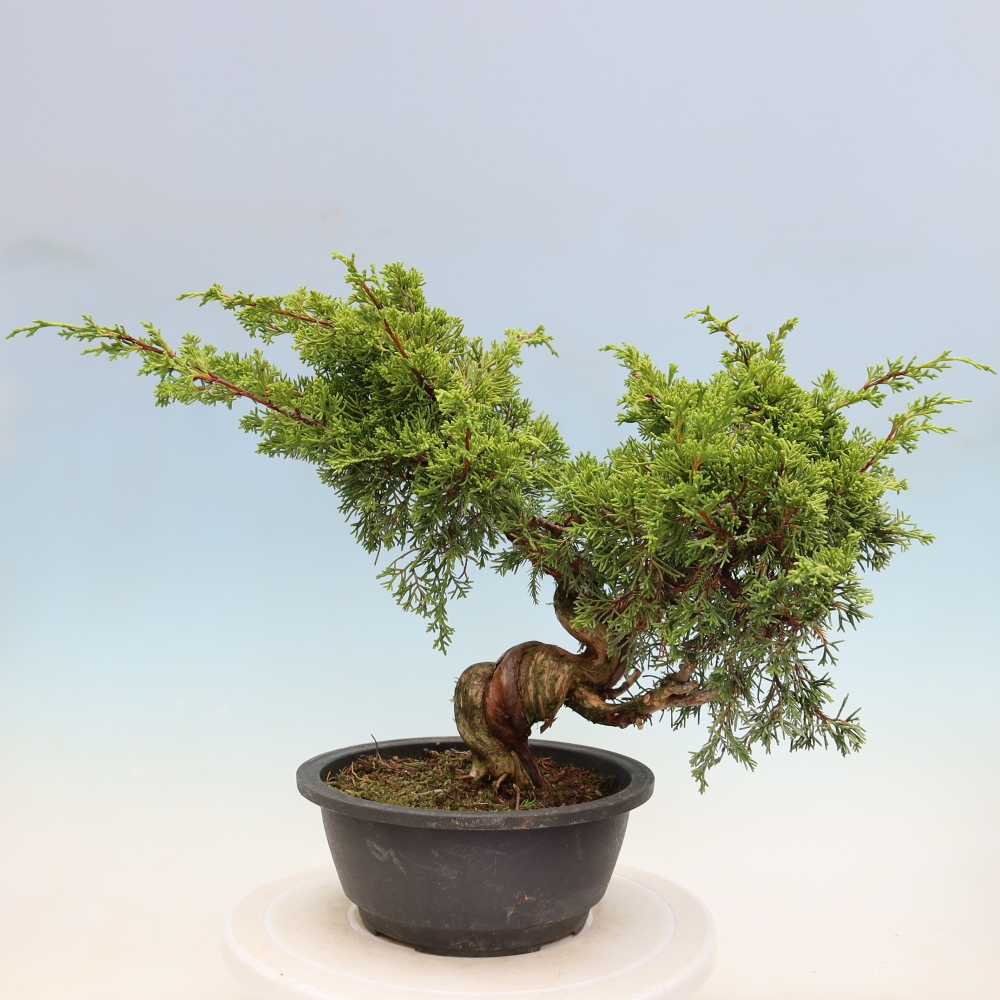 Bonsaï d'extérieur - Juniperus chinensis Itoigawa-Juniperus chinensis