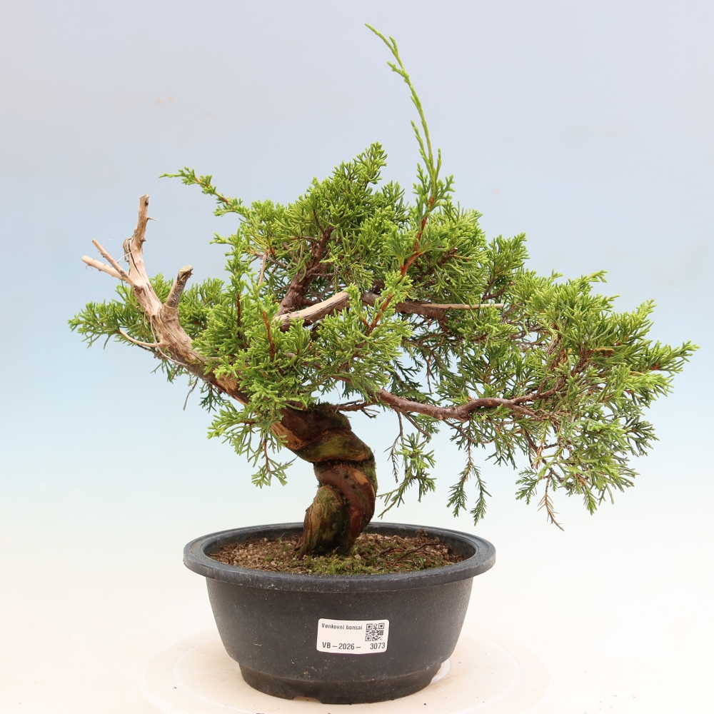 Bonsaï d'extérieur - Juniperus chinensis Itoigawa-Juniperus chinensis