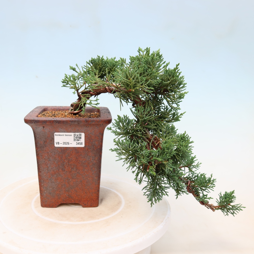 Bonsaï d'extérieur - Juniperus chinensis Kishu