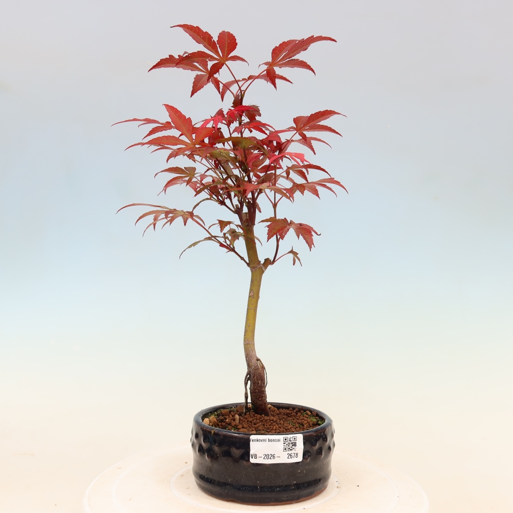 Bonsaï d'extérieur - Acer palm. Atropurpureum-Javor palmate