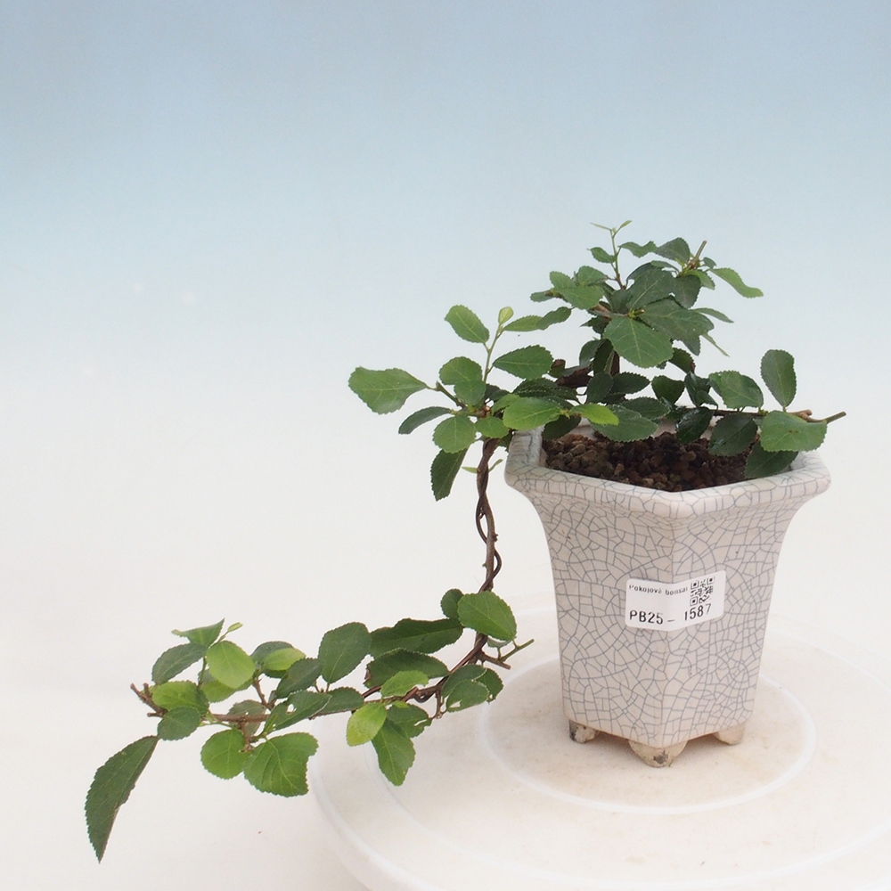 Bonsaï d'intérieur - Grewia occidentalis - Etoile de mer lavande