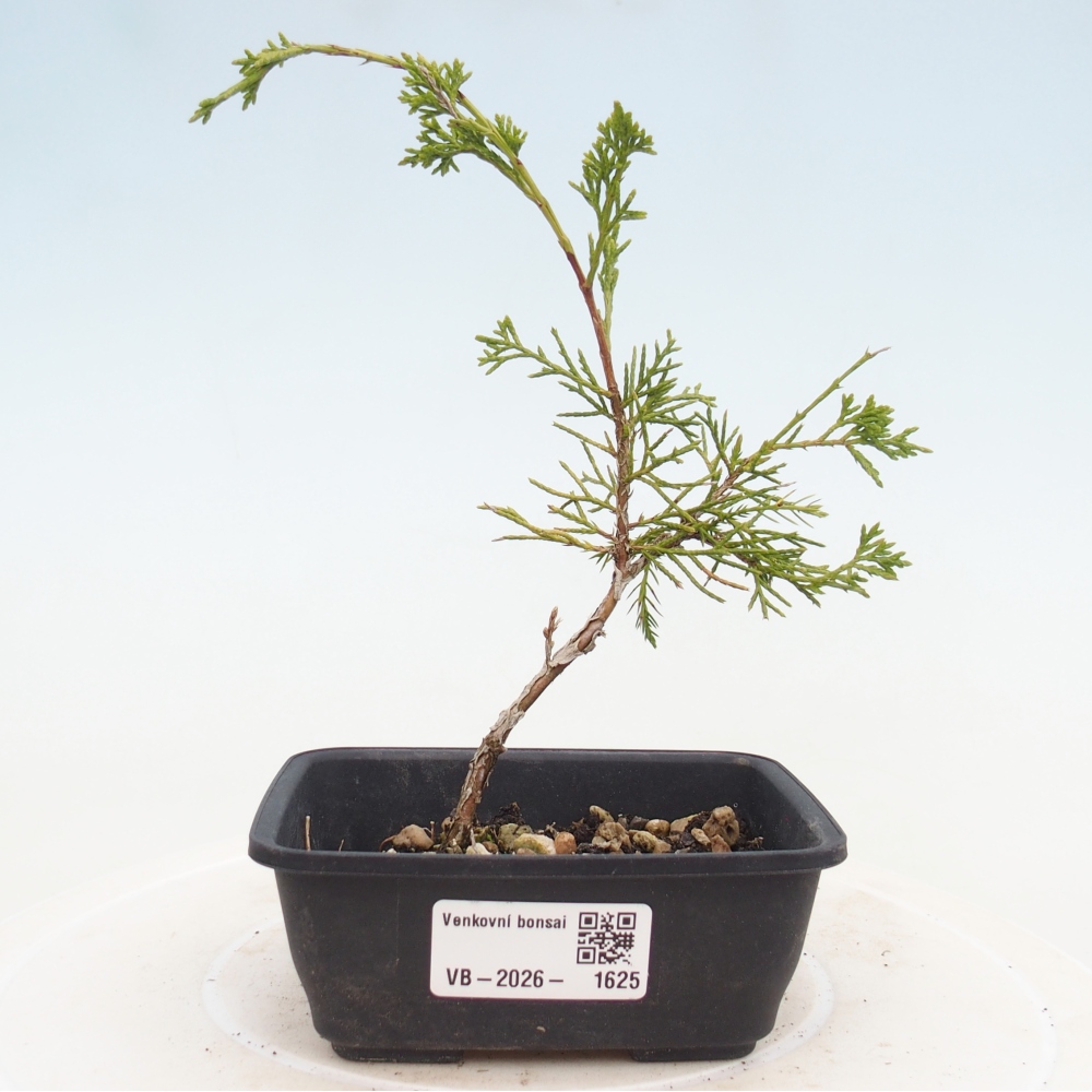 Bonsaï d'extérieur - Juniperus chinensis Itoigawa