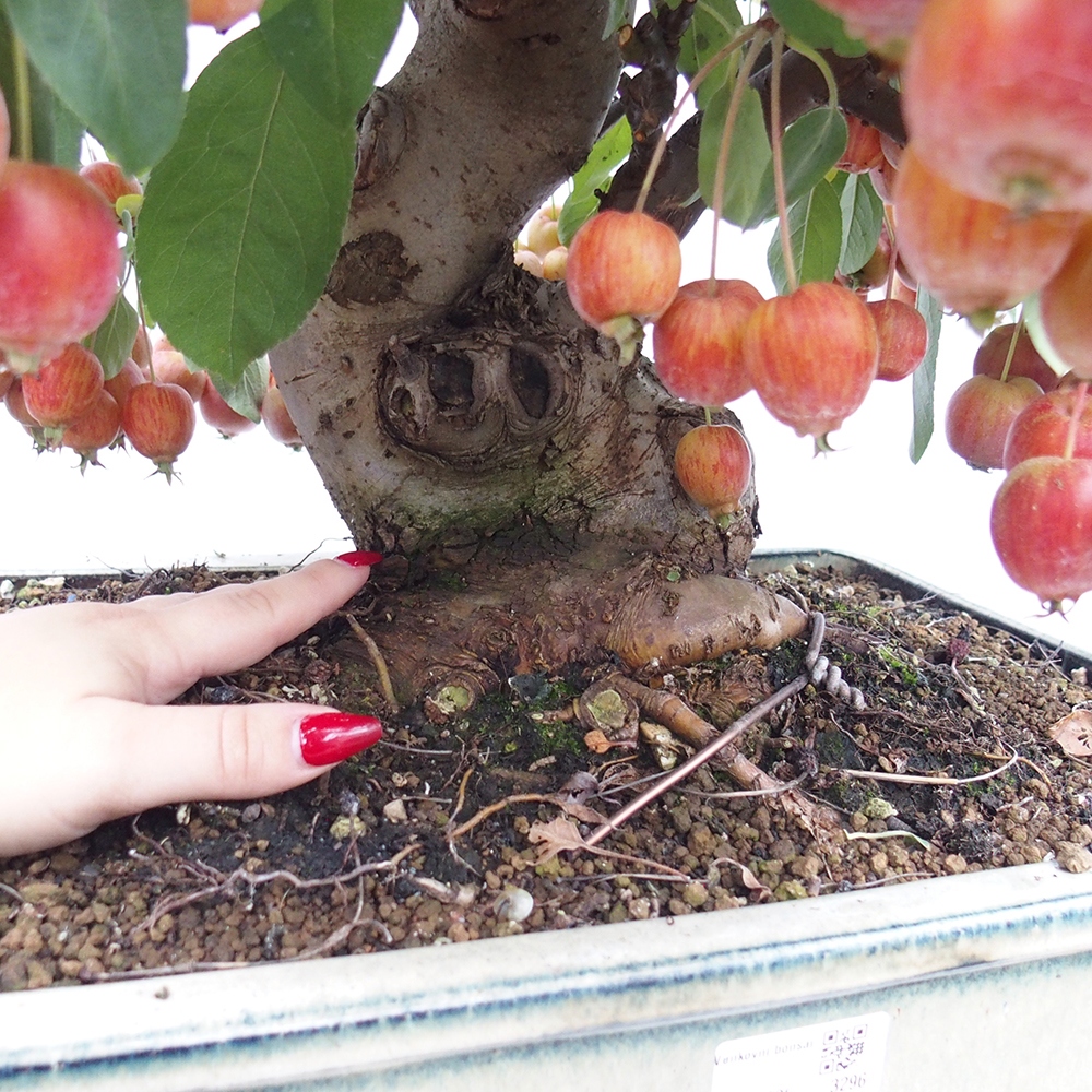 Bonsaï d'extérieur -Malus halliana - Pommier à petits fruits