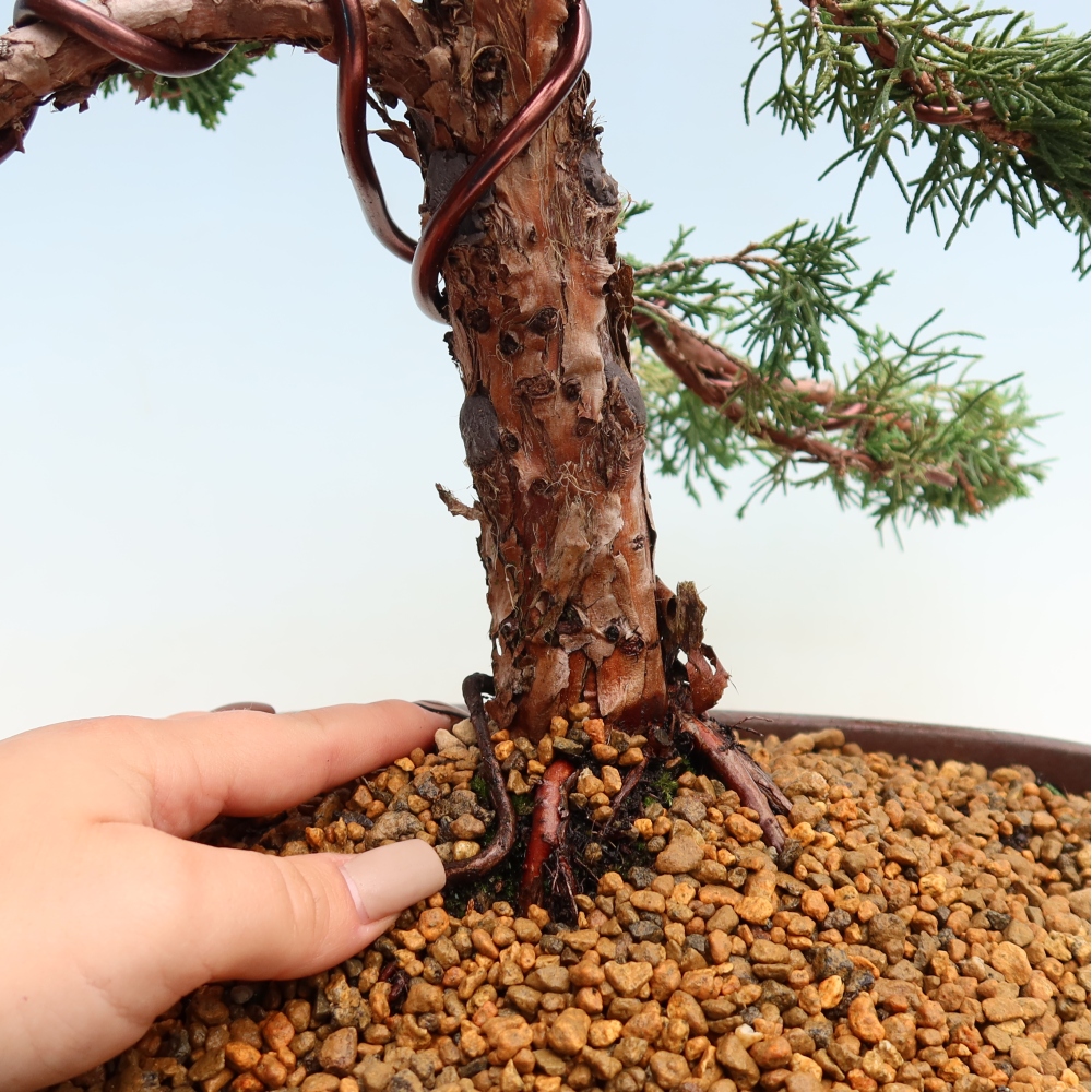 Bonsaï d'extérieur - Juniperus chinensis Kishu