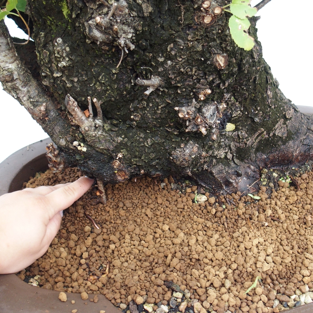 Bonsaï d'extérieur - Mahalebka - Prunus mahaleb