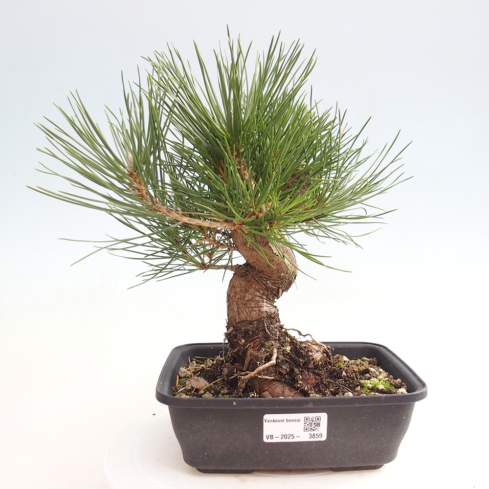 Bonsaï d'extérieur - Pinus thunbergii - Pin de Thunberg