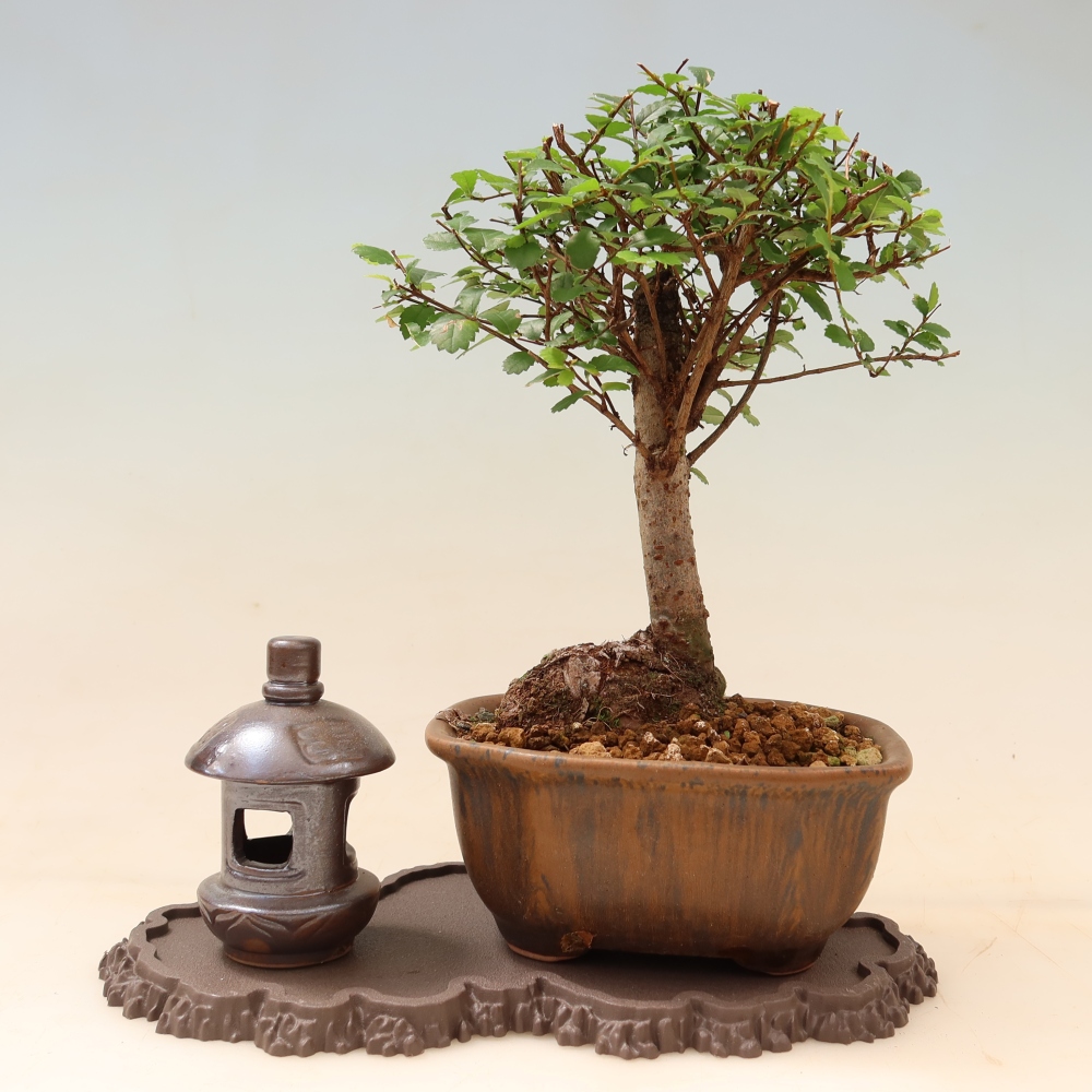 Socle en plastique pour bonsaï 22,5 x 12 x 1 cm, couleur marron