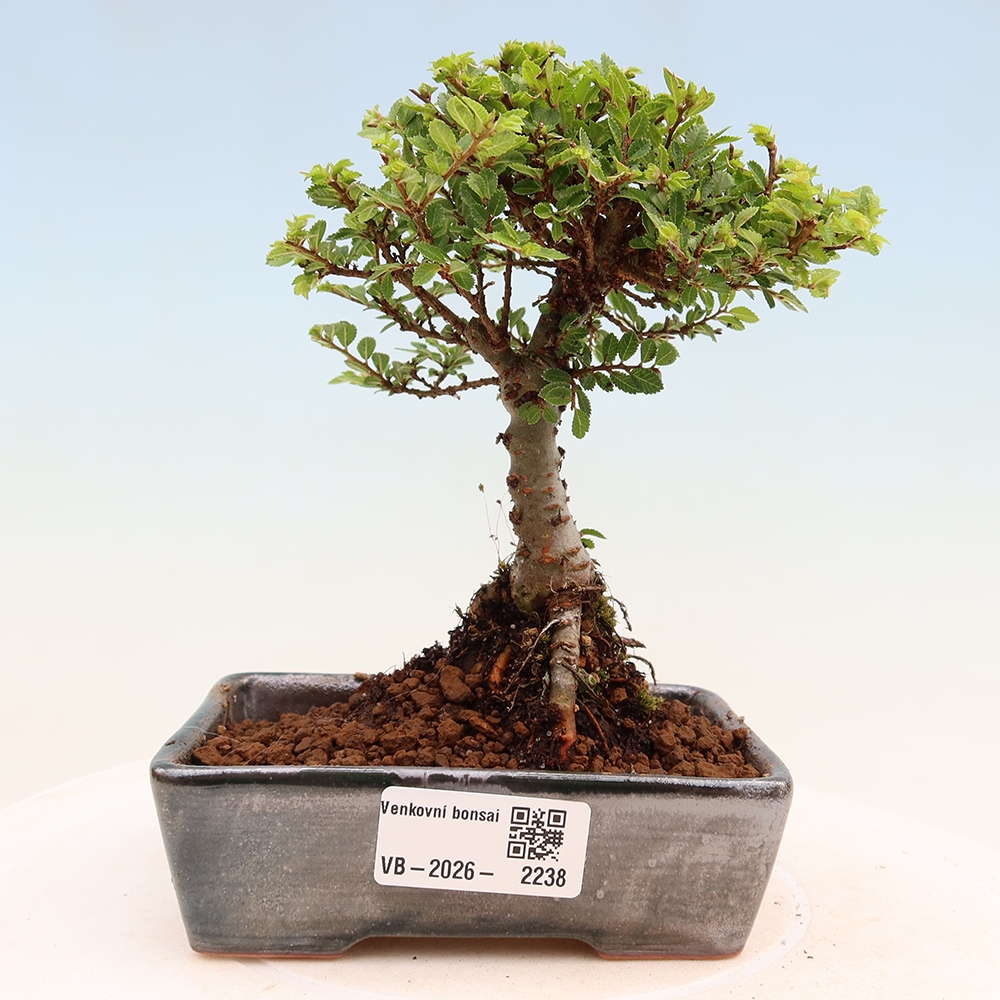 Bonsaï d'extérieur - Ulmus parvifolia Sagei - Orme à petites feuilles
