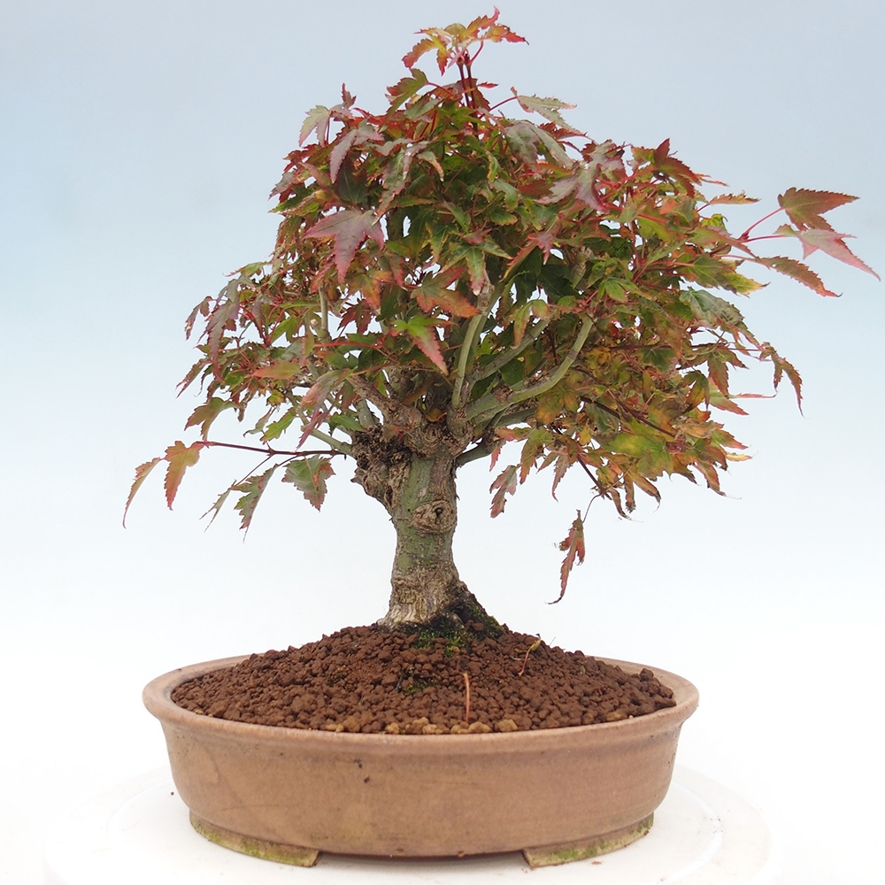 Acer palmatum KIOHIME - Érable palmé