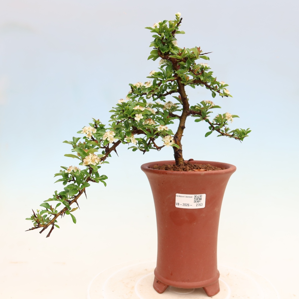 Bonsaï d'extérieur - Pyracantha teton - Pyracantha écarlate