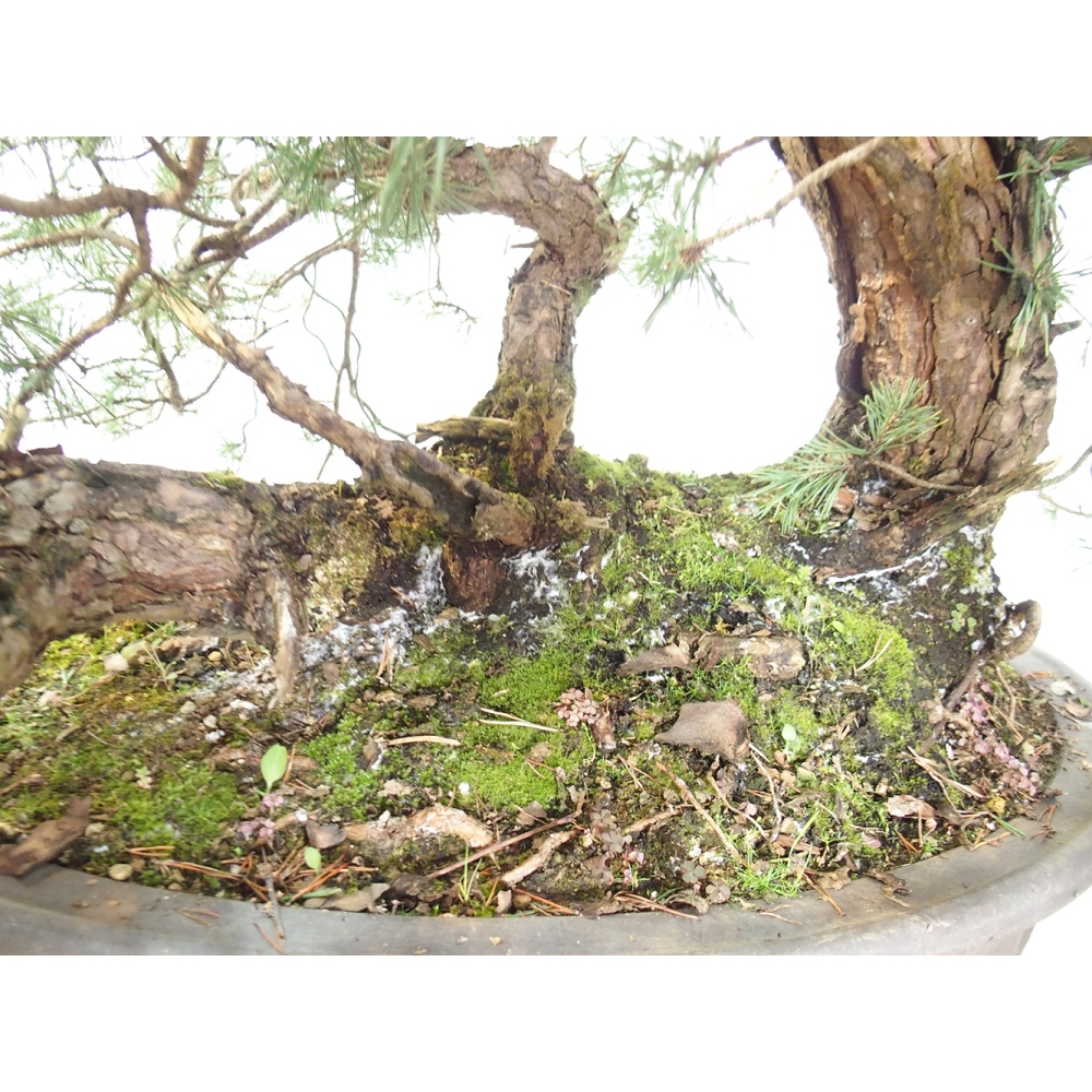 Yamadori - Pinus sylvestris Espagne