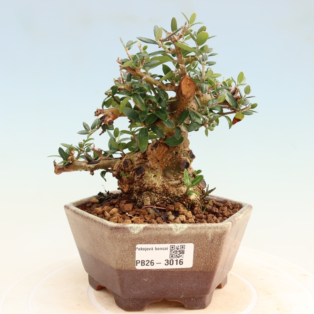 Bonsaï d'intérieur - Olea europaea sylvestris