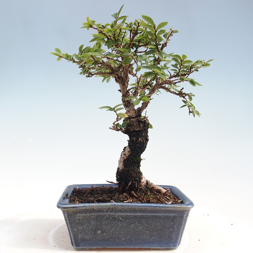 Bonsaï d'extérieur - Zelkova - Zelkova NIRE